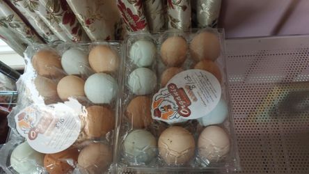 Fresh chicken eggs