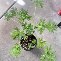 Citronella Plant  Mosquito Repellent