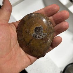 3.5 By 2.5” polished fossil of a jjgoniatite ammonite, which is a type of extinct marine mollusk.
