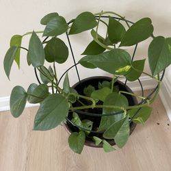 Money Plant/ Golden Pothos/Air Purifying Plant With Pot/ring support
