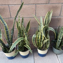 Healthy Snake Plants 