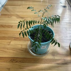 Healthy Curry Plant 🪴 