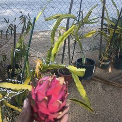 Dragon Fruit Plant In Pot Dragon Fruit Potted Plant 