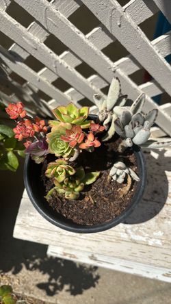 Plant pot