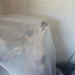 One Mule Deer One Black Tail Deer Head Mount 800 For Both Or 500 A Piece