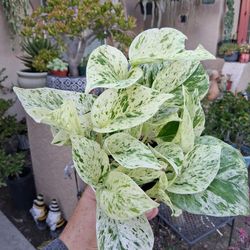 Small Snow Queen Pothos Plant $18