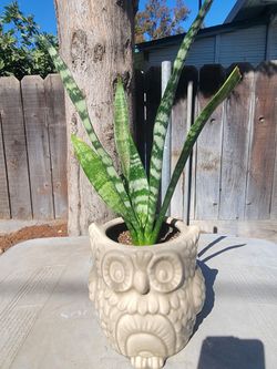 Snake Plant