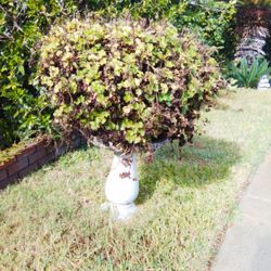 Set Of 3  Plant Holders W/ Plants 