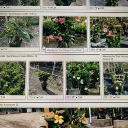 Spring Landscaping Plants, Flowers Trees