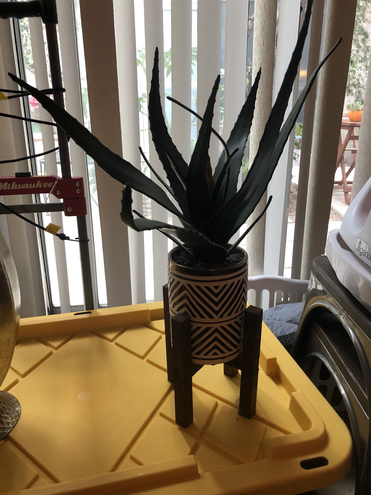 Aloe Vera plant with stand- NEED GONE TODAY