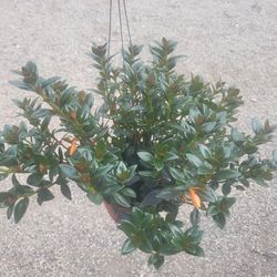 Goldfish Plant 6" Pot $ 12 each