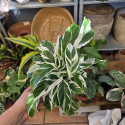 Calathea 'White Fusion'