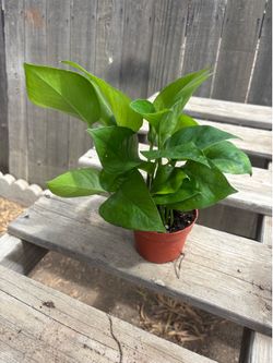 Jade Pothos, $8 each