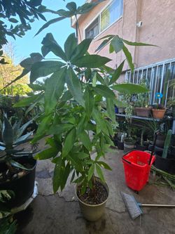 Plant money tree very nice