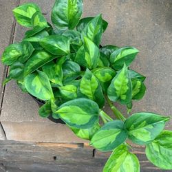 RARE Reverted Manjula Plant / Indoor Plant/ House Plant Pothos Flower Patio Garden