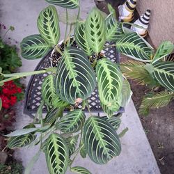 CLEARANCE SALES "Lemon Lime Maranta Prayer " Plant $25