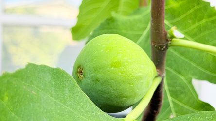 Beautiful potted fig trees available, both currently producing fruit! The figs have light green skin and beautiful red flesh when ripe.