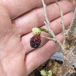 $5 Mulberry Fruit Tree plant, well rooted and actively growing. Easy to grow!