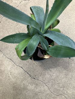 Coral aloe striata plant