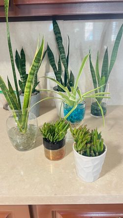 Natural plants different prices  from $5 to $10