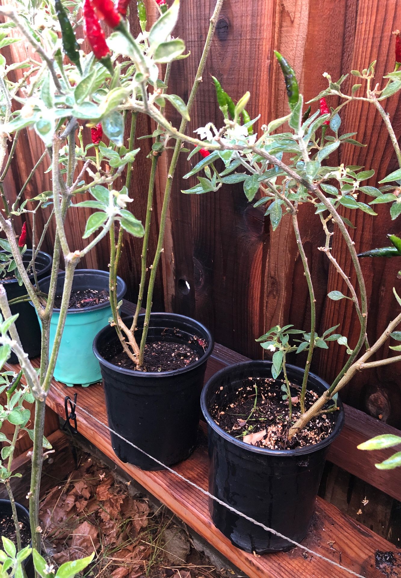 Chili Plants - Potted