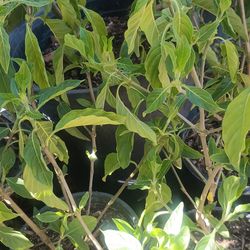 Muicle  plants.