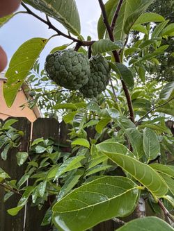 Sugar apple tree/ Annona