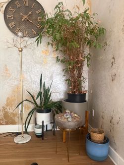Plants, pots, light, clock decor setup