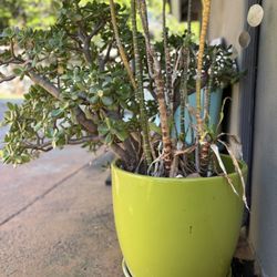 Large Green Pot And Plant