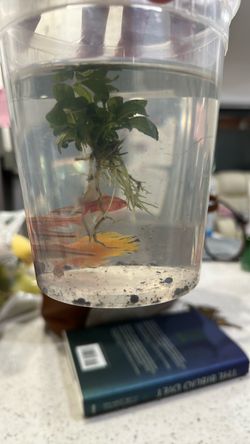 Fish
