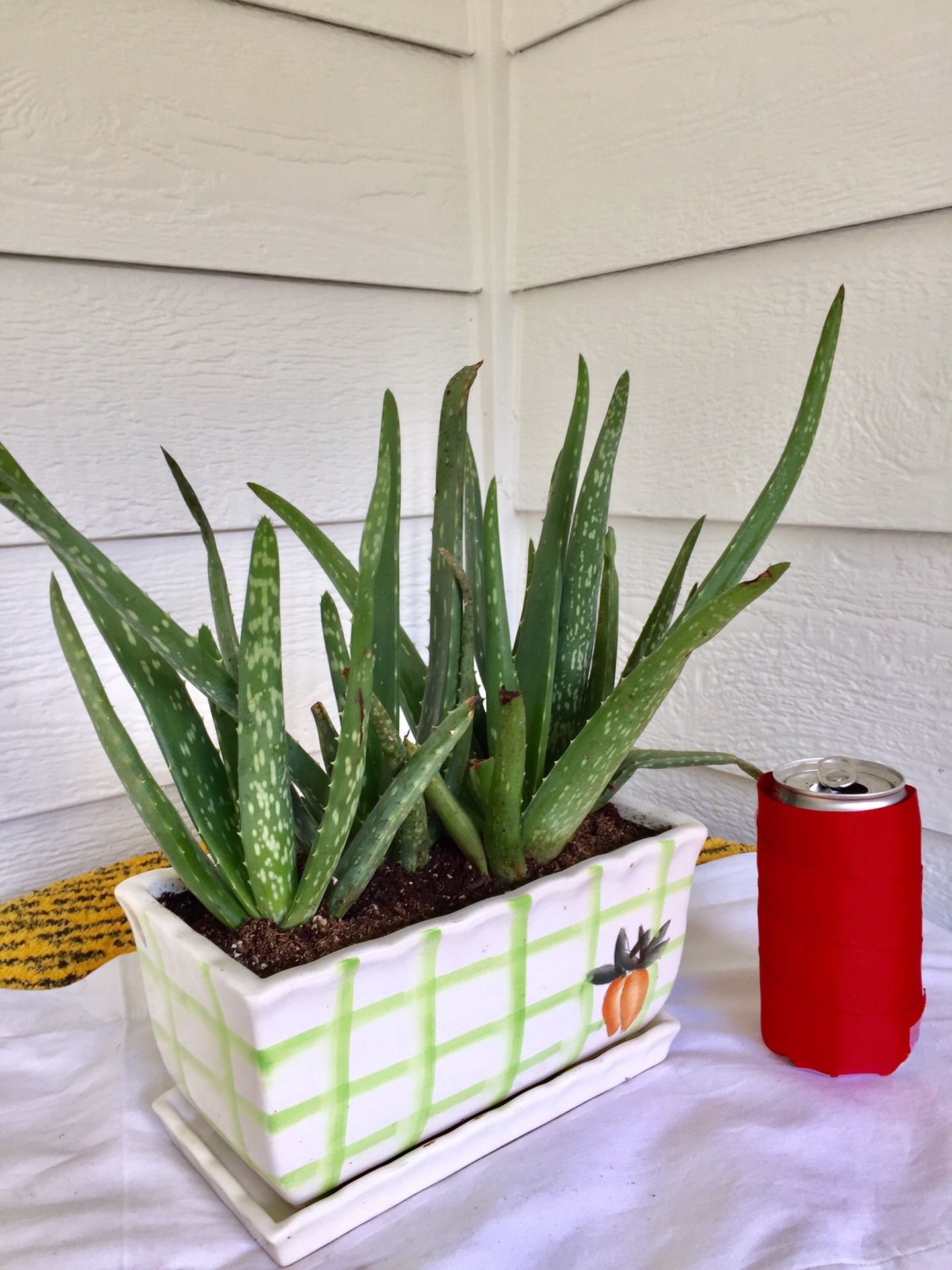 Real Indoor Houseplant - Aloe Vera Succulent Plants in Rectangular Ceramic Planter Pot with Saucer