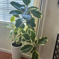 Large Live Ficus Elastica with White Ceramic Pot