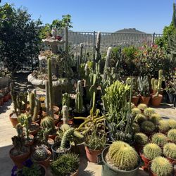 Wide Variety Of Cactus And Succulents Plants 