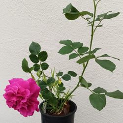 Live Blooming Rose Plant 1-gal Beautiful Dark Pink Magenta Color