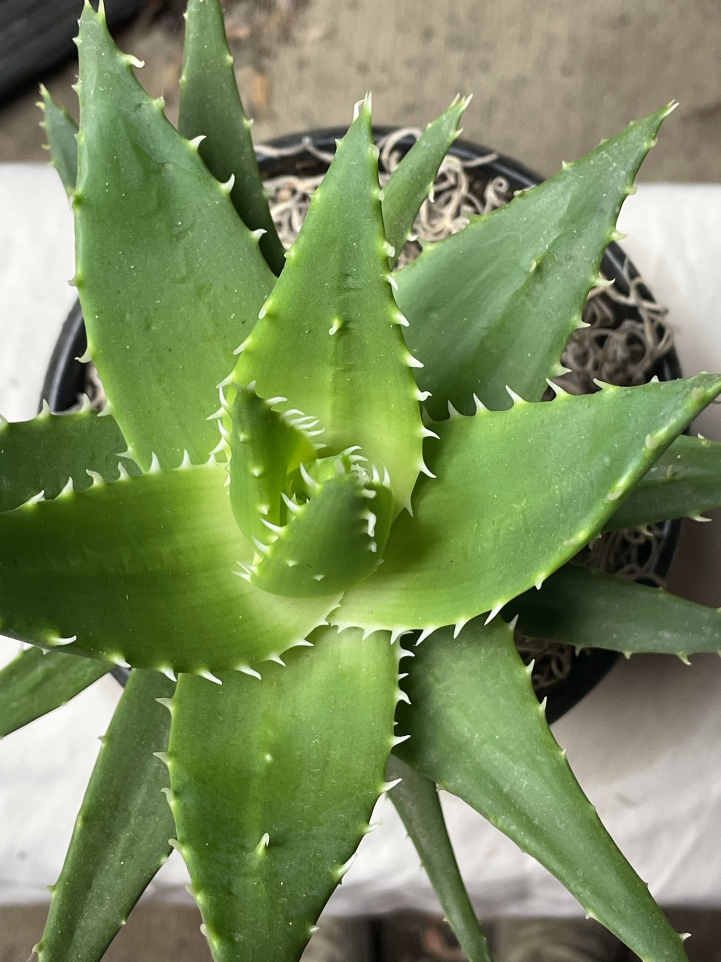 Aligator Aloe