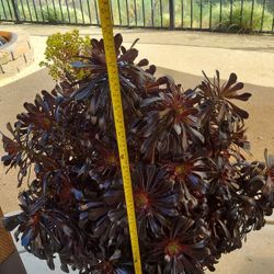 Black Rose Succulents