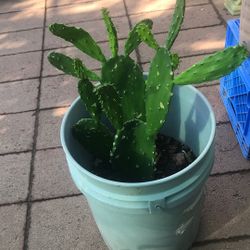Planta de Nopal Cantús Plant
