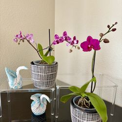 Beautiful orchids with ceramic pots
