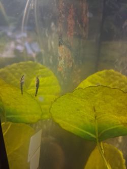 Catfish fry