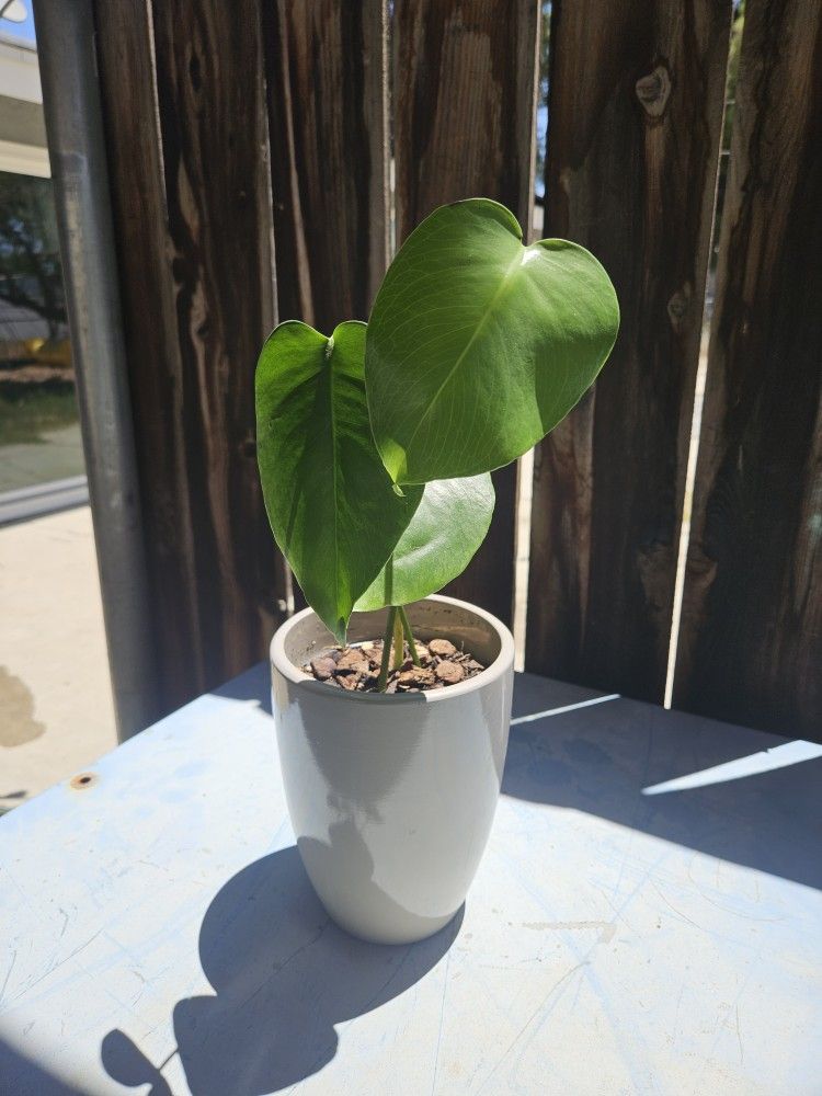 Monstera Plant