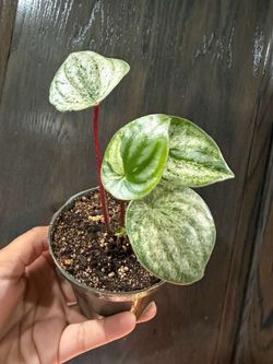 4” variegated watermelon peperomia