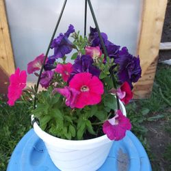 Mix flowers basket
