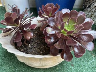 Succulents