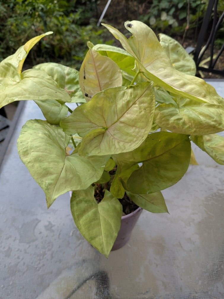 Succulents, Cactus, Aloe Vera And Spider Plants