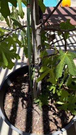 Fig tree