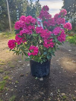 Rhododendeon 'Nova Zembla'