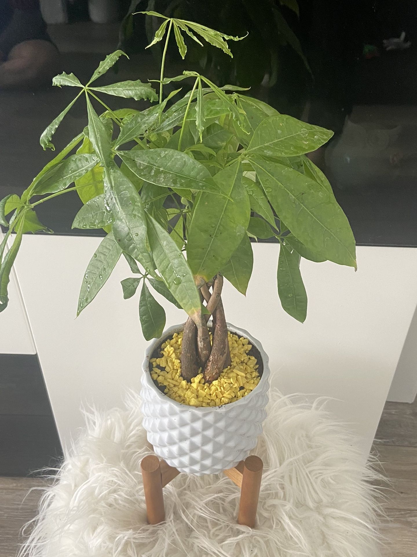 Housplant Money Tree In Mid Century Pit