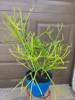 Pencilstick Plant In Blue Pot