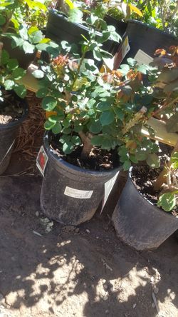 Roses 3.58 gallons