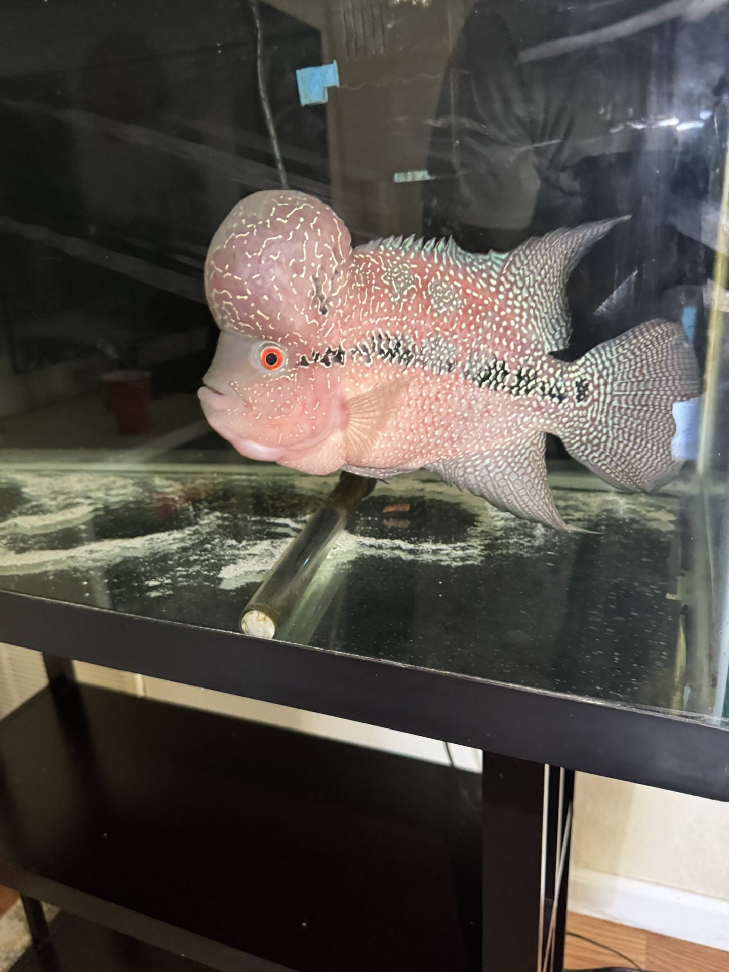 Fish Tank